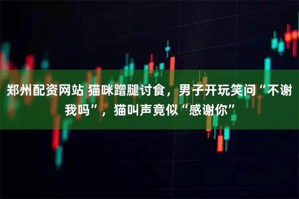 郑州配资网站 猫咪蹭腿讨食，男子开玩笑问“不谢我吗”，猫叫声竟似“感谢你”